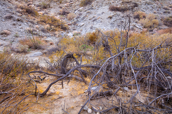 Arroyo Agua Caliente -23