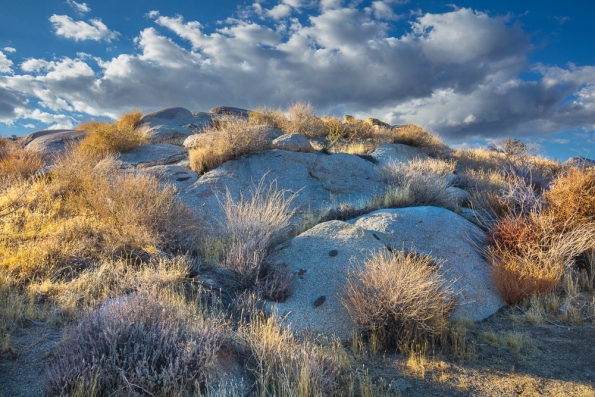 Culp Valley, Anza Borrego -181