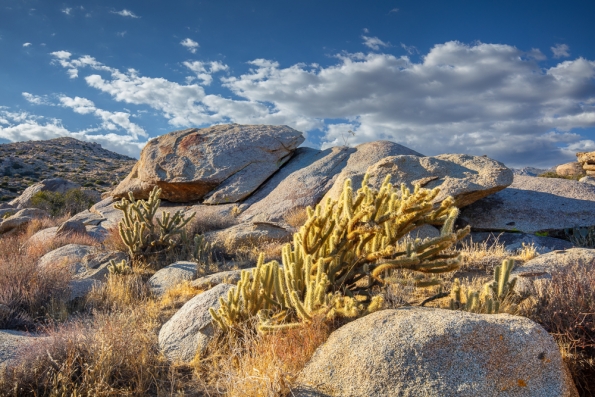Culp Valley, Anza Borrego -179