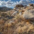 Culp Valley, Anza Borrego -180