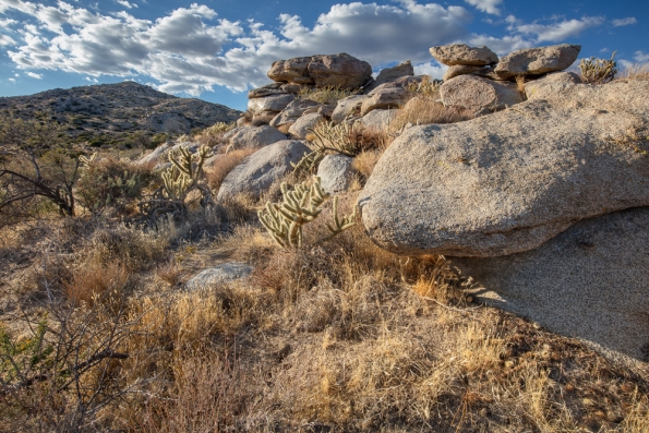 Culp Valley, Anza Borrego -180