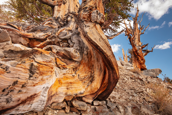 Ancient Bristlecone Pine, Inyo National Forest -1