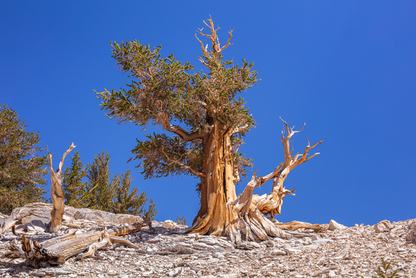 Ancient Bristlecone Pine, Inyo National Forest -16