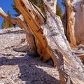 Ancient Bristlecone Pine, Inyo National Forest -17
