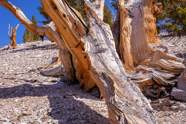 Ancient Bristlecone Pine, Inyo National Forest -17