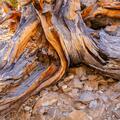 Ancient Bristlecone Pine, Inyo National Forest -19