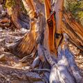 Ancient Bristlecone Pine, Inyo National Forest -24