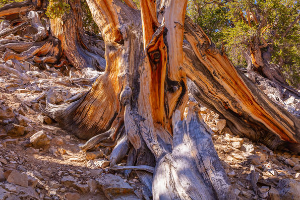 Ancient Bristlecone Pine, Inyo National Forest -24