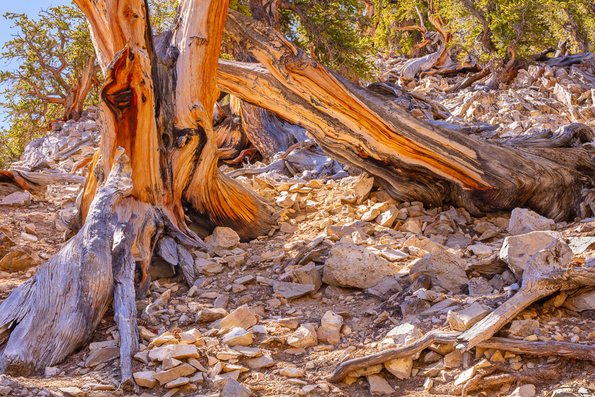 Ancient Bristlecone Pine, Inyo National Forest -26