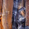 Ancient Bristlecone Pine, Inyo National Forest -3