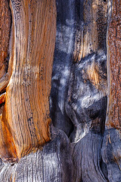 Ancient Bristlecone Pine, Inyo National Forest -3