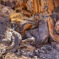 Ancient Bristlecone Pine, Inyo National Forest -5