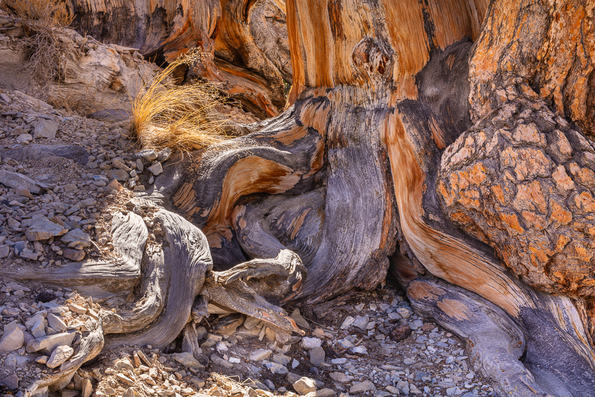 Ancient Bristlecone Pine, Inyo National Forest -5