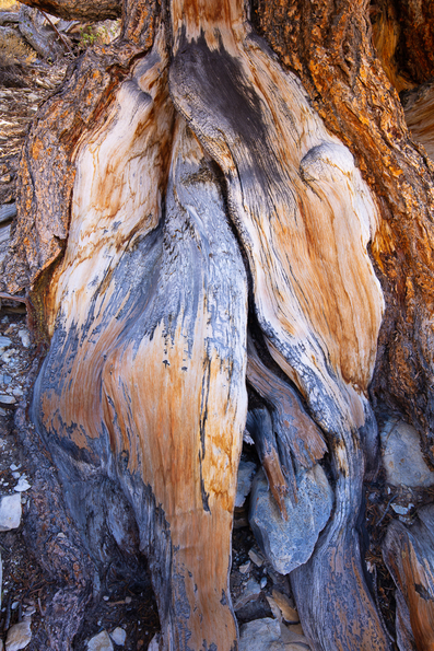 Ancient Bristlecone Pine, Inyo National Forest -7
