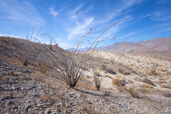 Anza Borrego State Park 2021 -25