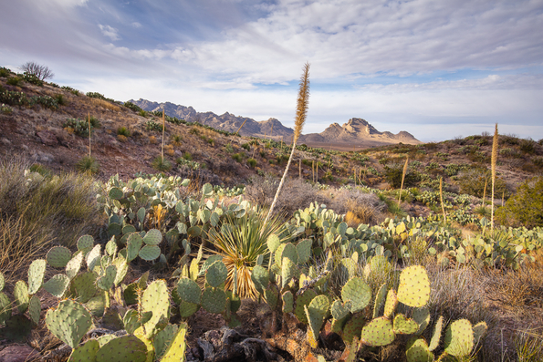 Rock Hound State Park, New Mexico-31