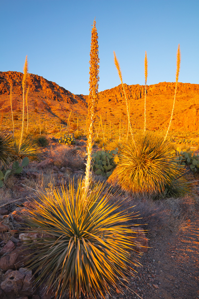Rockhound State Park, New Mexico -3