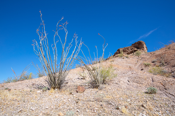 Saddle Mountain 2021 -48