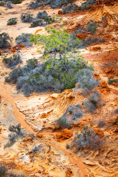 Torrey Pines State Park -88 