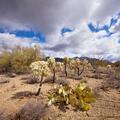 Tucson Mountain, Saguaro National Park -17