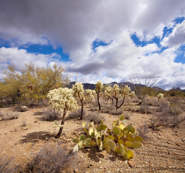 Tucson Mountain, Saguaro National Park -17