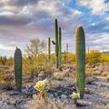 Tucson Mountain, Saguaro National Park  -8