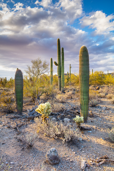 Tucson Mountain, Saguaro National Park  -8