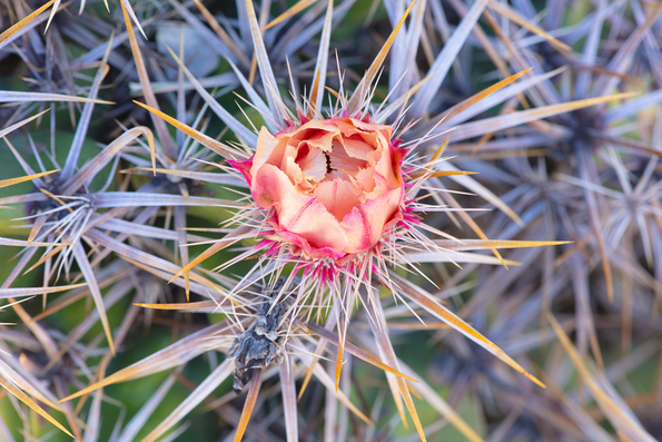 Areole, Glochid, Spines and Flower -5