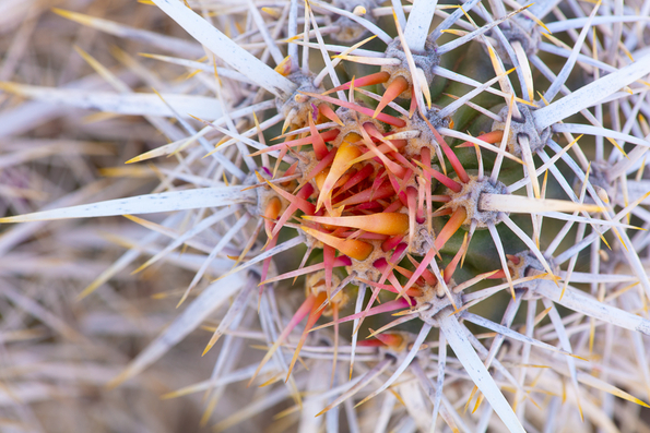 Areole, Glochid, and Spines -1