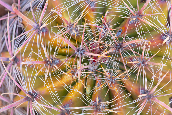 Areole, Glochid, and Spines -2