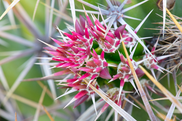 Areole, Glochid, and Spines -3