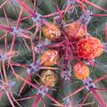 Barrel Cactus -03