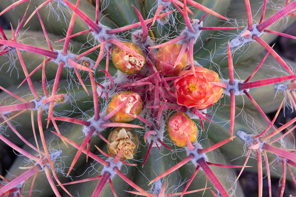 Barrel Cactus -03