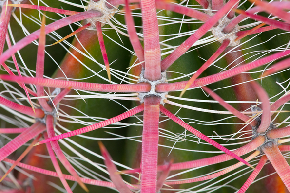 Barrel Cactus Spines -01