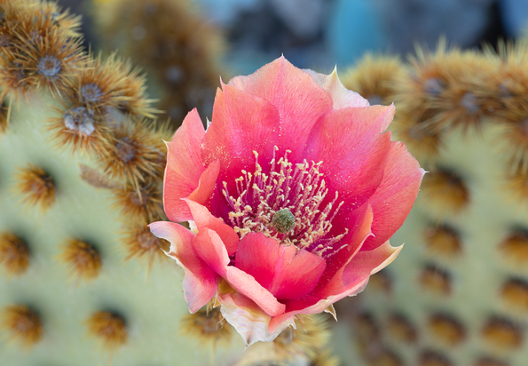 Beavertail Pricklypear natural highbrid