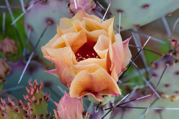Black-spined Pricklypear Cactus -02
