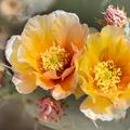 Brown-spined Pricklypear Cactus