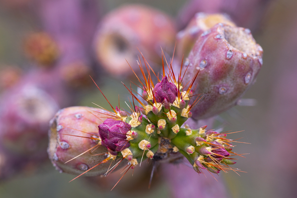 Buckhorn Cholla Cactus -01