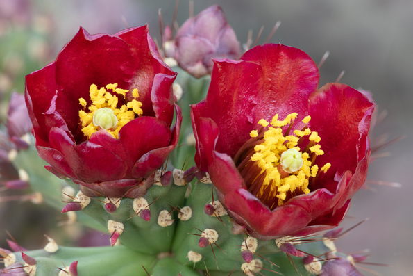 Buckhorn Cholla Cactus -02