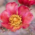 Buckhorn Cholla Cactus, variant -01