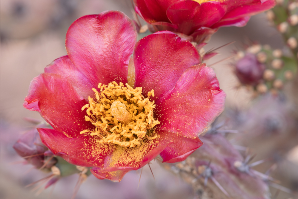 Buckhorn Cholla Cactus, variant -01