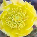 Clock-face Pricklypear Cactus -02
