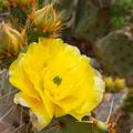 Engelmann Pricklypear Cactus