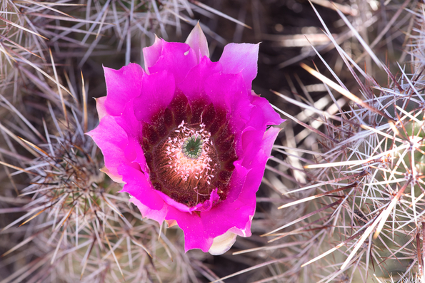 Golden Spined Hedgehog Cactus -02
