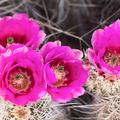 Golden Spined Hedgehog Cactus -03