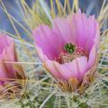 Golden Spined Hedgehog Cactus, natural variant