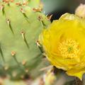 Santa Rita Pricklypear Cactus