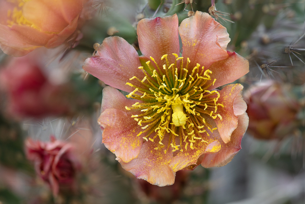 Staghorn Cholla, natural variant hybid -01