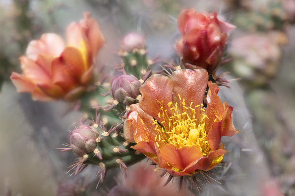 Staghorn Cholla, natural variant hybrid -03