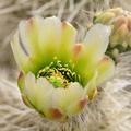 Teddy Bear Cholla Cactus -01